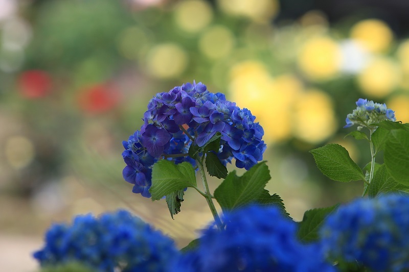 紫陽花・・・（４５７２）_e0349324_18093753.jpg