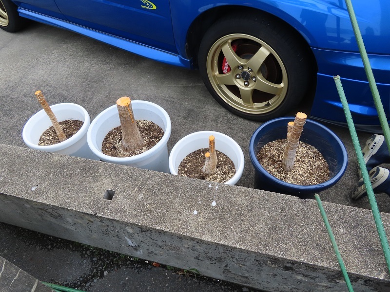 明日からお客様感謝ディ_f0076731_20330592.jpg