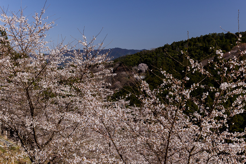 2021桜咲く奈良　如意輪寺を彩る桜たち_f0155048_22501536.jpg