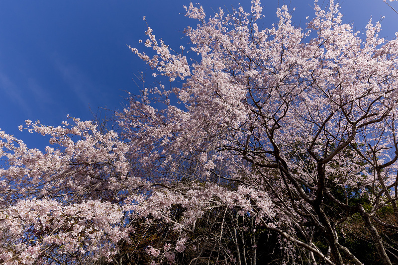 2021桜咲く奈良　如意輪寺を彩る桜たち_f0155048_22512578.jpg