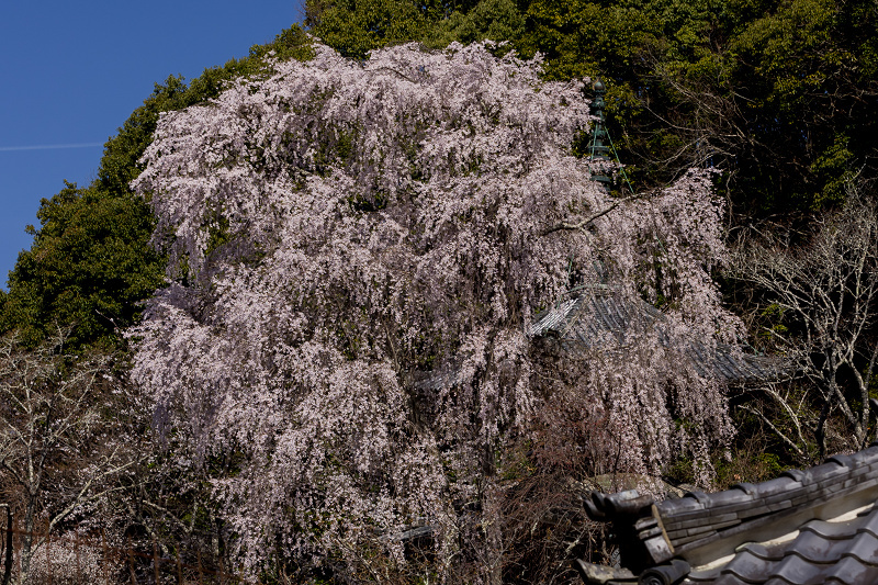 2021桜咲く奈良　如意輪寺を彩る桜たち_f0155048_22571020.jpg