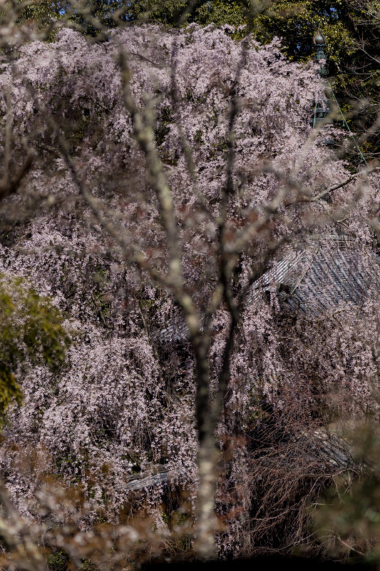 2021桜咲く奈良　如意輪寺を彩る桜たち_f0155048_22571308.jpg