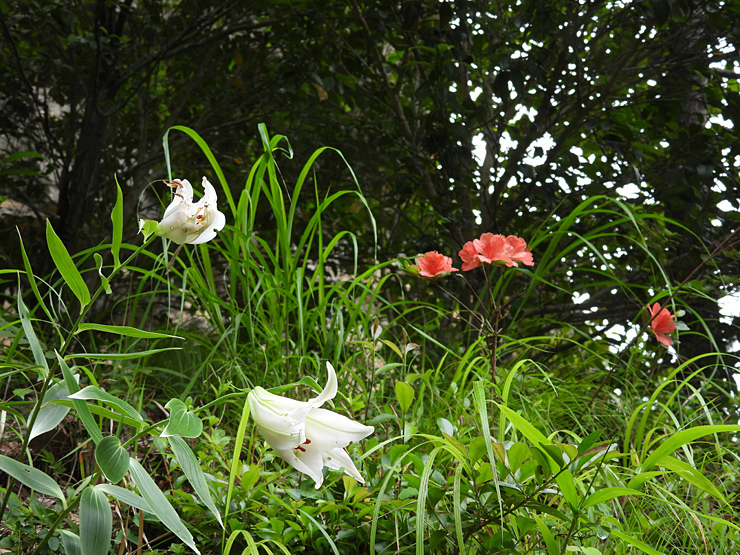 鬼村の鬼岩（日本遺産・石見の火山が伝える悠久の歴史）_f0214649_05003213.jpg