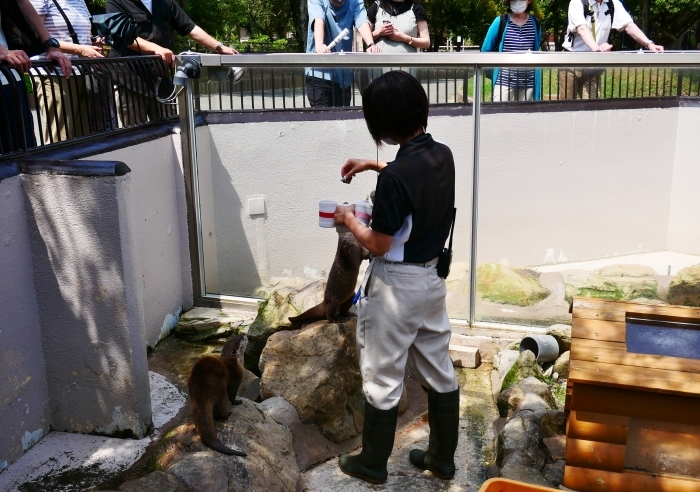 アドベンチャーワールド　カワウソの食事タイム　　２０２１-０６-２２　００：００_b0093754_18073022.jpg