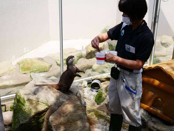 アドベンチャーワールド　カワウソの食事タイム　　２０２１-０６-２２　００：００_b0093754_18080888.jpg