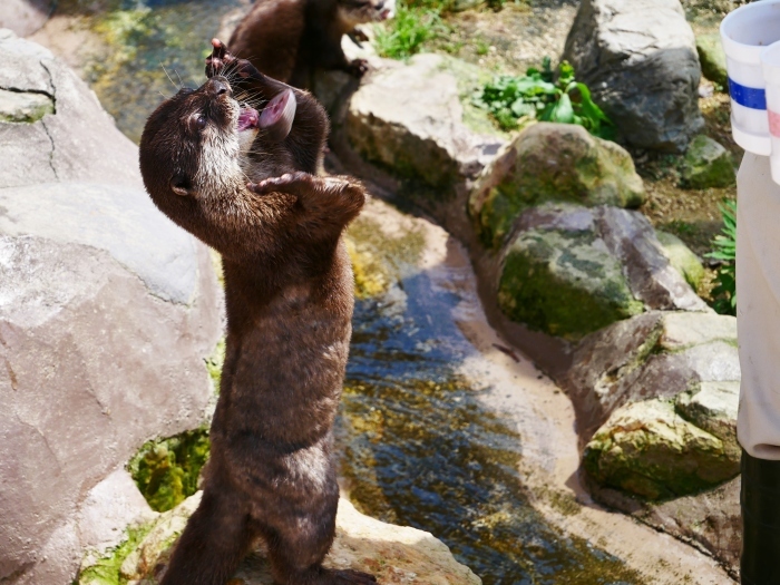 アドベンチャーワールド　カワウソの食事タイム　　２０２１-０６-２２　００：００_b0093754_18084760.jpg