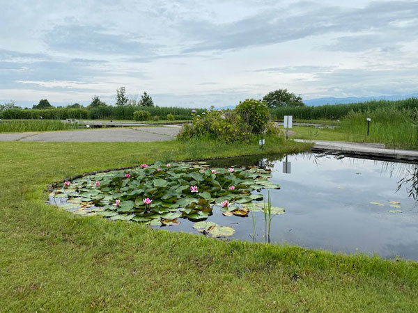 石川 小松市 Lago Bianco ラーゴ ビアンコ 抹茶と小豆のマリトッツォ ドラフトアイスコーヒー きわめればスカタン 石川 小松市 Lago Bianco ラーゴ ビアンコ 抹茶と小豆のマリトッツォ ドラフトアイスコーヒー きわめればスカタン