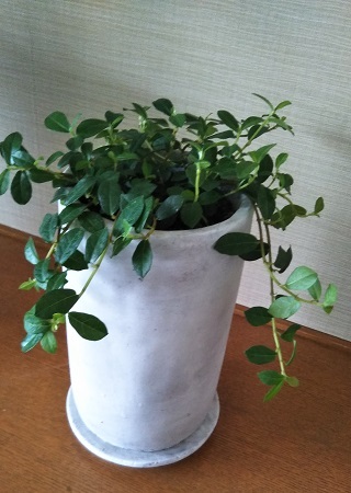 つる性ガジュマル 購入せり 健気に育つ植物たち
