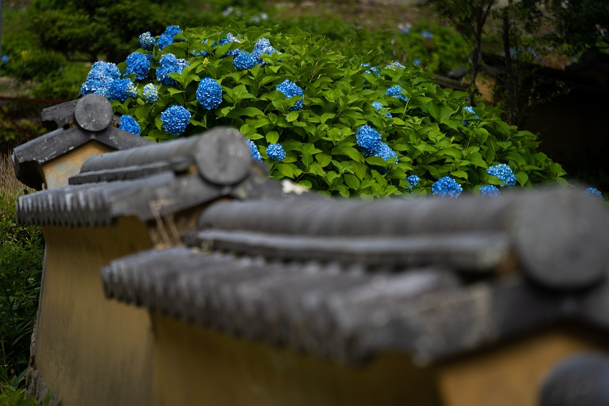 梅雨の季節の松平菩提寺_d0353489_18402290.jpg