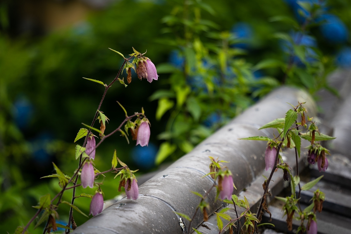 梅雨の季節の松平菩提寺_d0353489_18403660.jpg