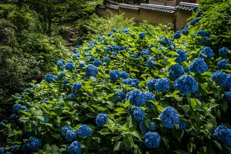 梅雨の季節の松平菩提寺_d0353489_18425262.jpg