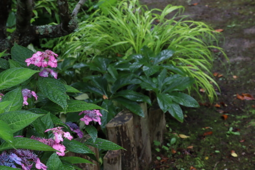 雨の日の紫陽花・雨の日の花_f0339293_11352630.jpg