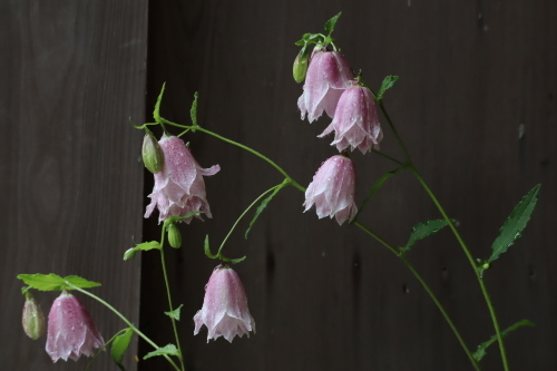 雨の日の紫陽花・雨の日の花_f0339293_11524136.jpg