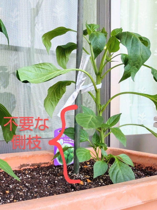 本日のベランダ ピーマンの芽かきとオクラの種まき So Much Life