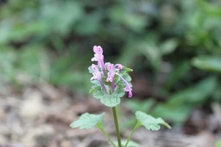 芹の花     春の七草_e0354596_00300774.jpg