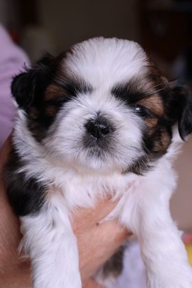 今日はスモーキーの 家の子記念日 です スモーキーと一緒に