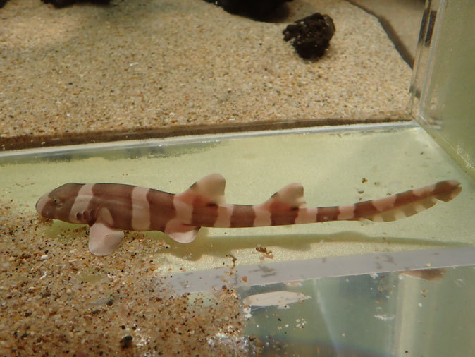 しながわ水族館「珍しい魚たち」④~シマシマ同盟!イヌザメの幼魚とシマウミヘビ(August 2020)_b0355317_14373645.jpg