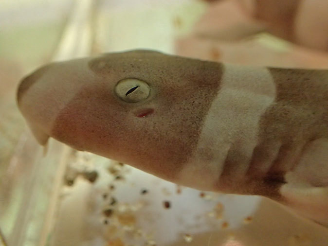 しながわ水族館「珍しい魚たち」④~シマシマ同盟!イヌザメの幼魚とシマウミヘビ(August 2020)_b0355317_14392178.jpg