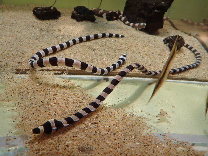 しながわ水族館「珍しい魚たち」④~シマシマ同盟!イヌザメの幼魚とシマウミヘビ(August 2020)_b0355317_14401654.jpg