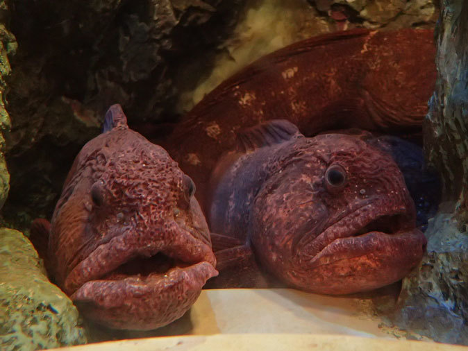 しながわ水族館「珍しい魚たち」⑤～オオカミウオとブルーカンディル（August 2020）_b0355317_21412245.jpg