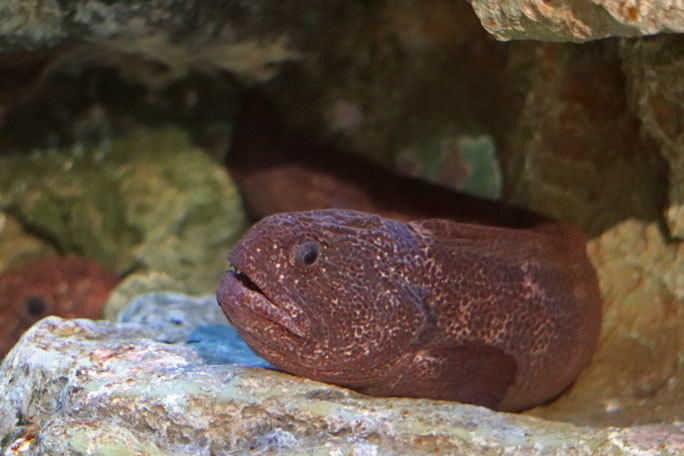 しながわ水族館「珍しい魚たち」⑤～オオカミウオとブルーカンディル（August 2020）_b0355317_21445284.jpg