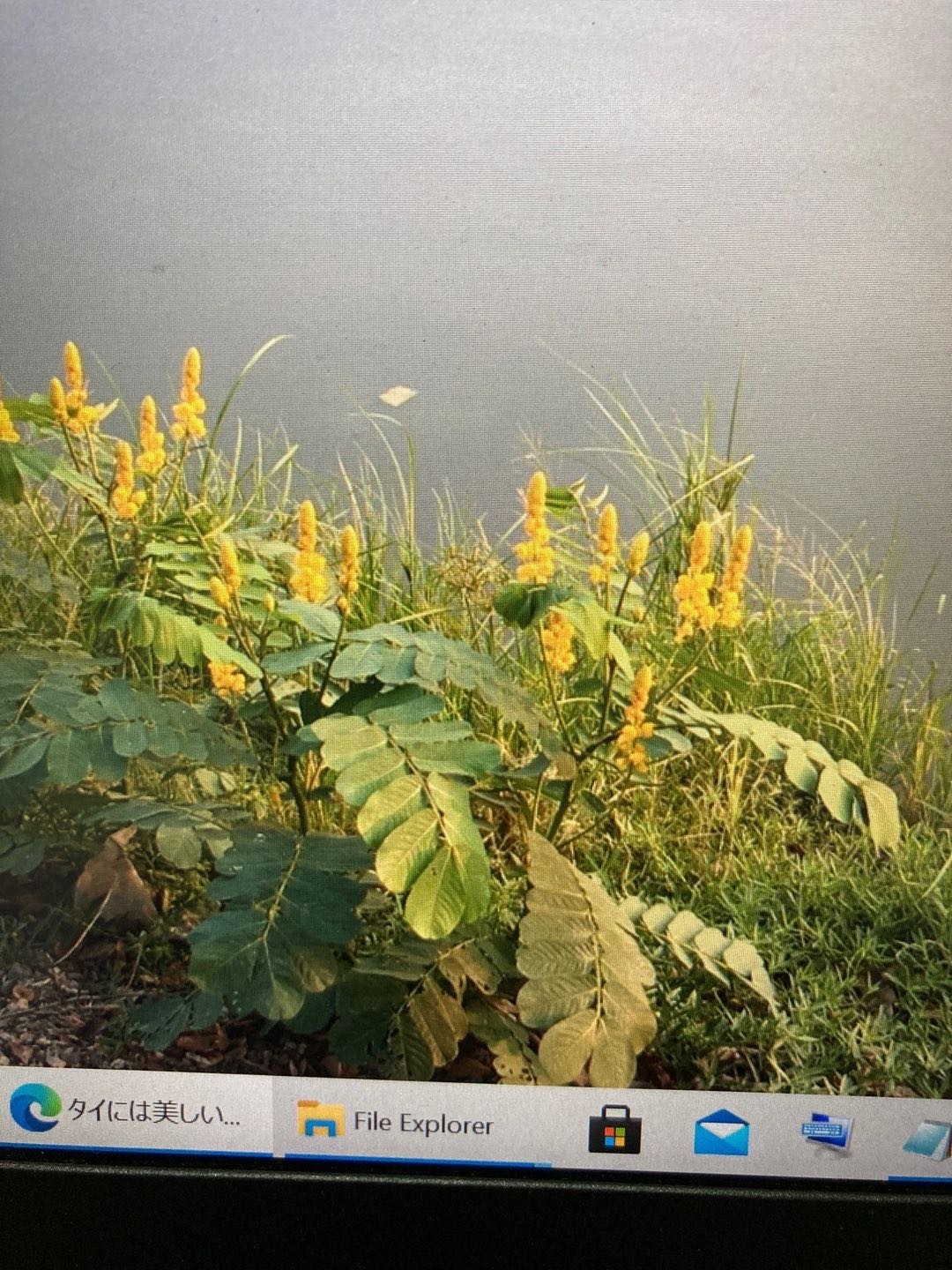 チェンマイの街や野を彩る花々とそのエピソード(第9回)_d0159325_22031405.jpg