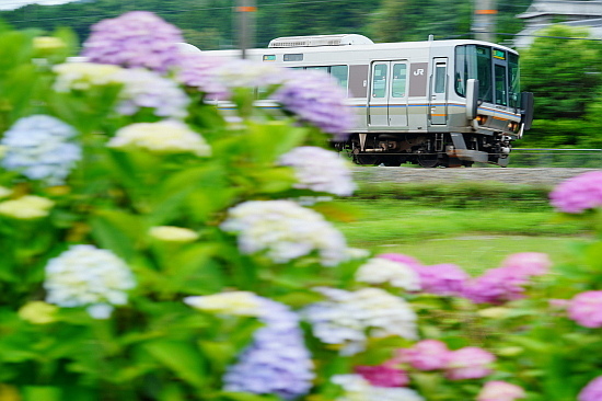 6月16日 梅雨時期の彩りを眺めて_f0037227_21094810.jpg