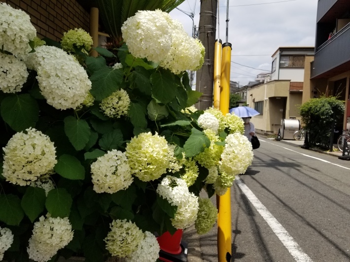ワクチン副反応は昼寝 「二十面相暁に死す」_e0016828_10533887.jpg
