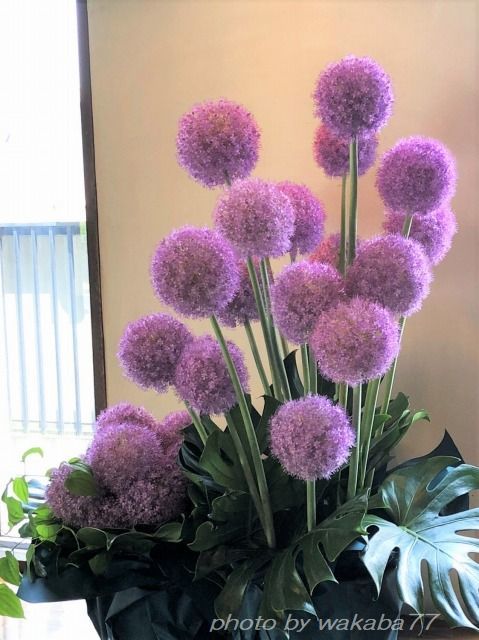双子みたいなニンニクの花とアリウムの花 自然のキャンバス