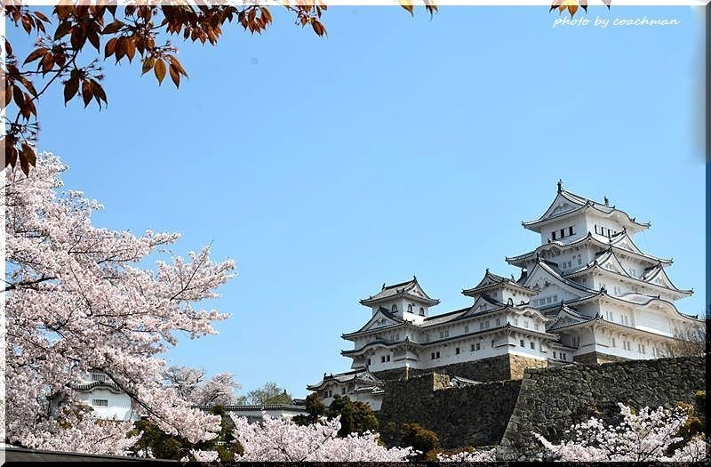 姫路城の桜 2 北海道photo一撮り旅