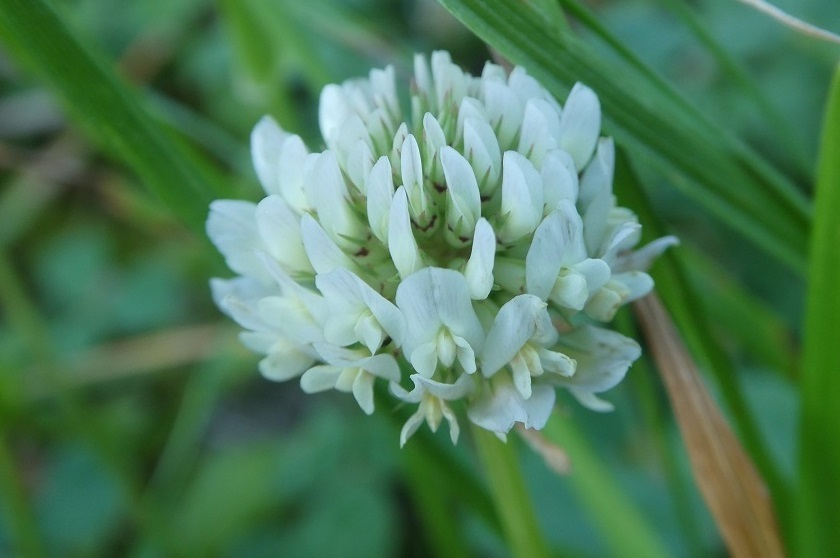 アカツメクサ や シロツメクサ そらいろのパレット