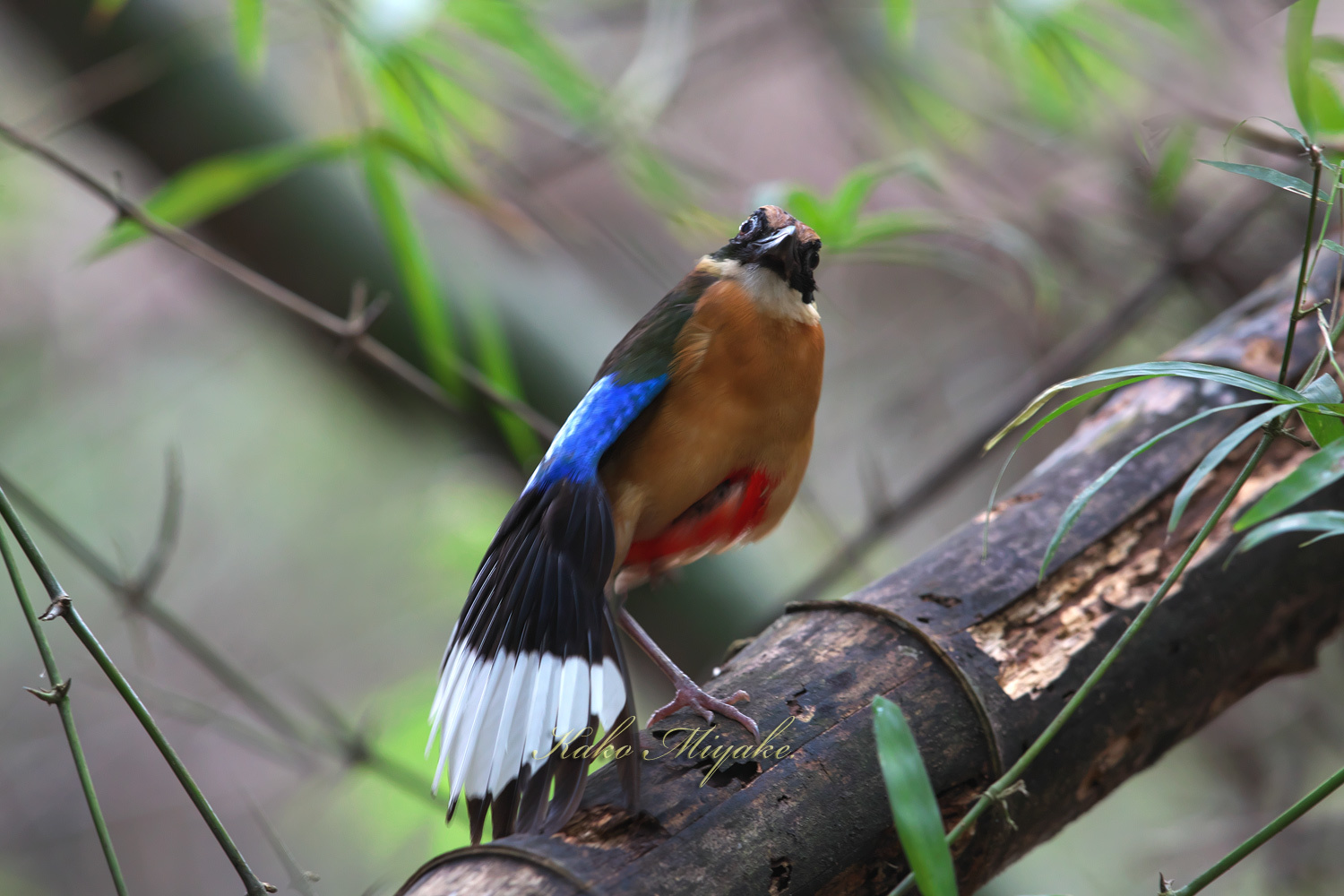 アオバネヤイロチョウ（Blue-winged Pitta）・・・３_d0013455_20175826.jpg