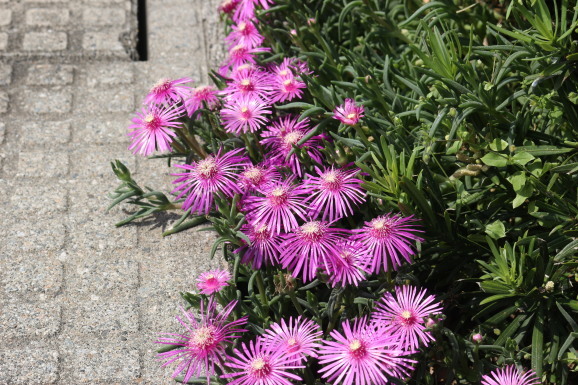 松葉菊 マツバギク : ひげ爺の花便り