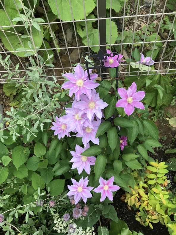Snowgardenlife 北海道からお花をお届け