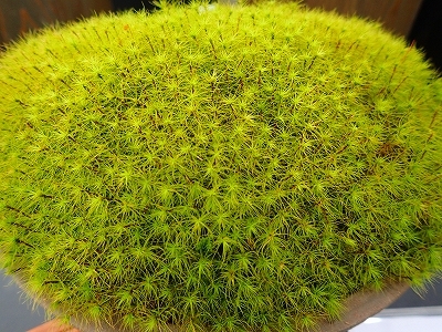 雨似合う古典植物と山野草展_f0203094_10263064.jpg