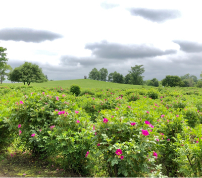 六花亭の 花咲く六花亭 ゆるゆると