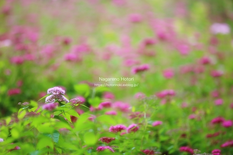 繍線花_b0166896_21472676.jpg
