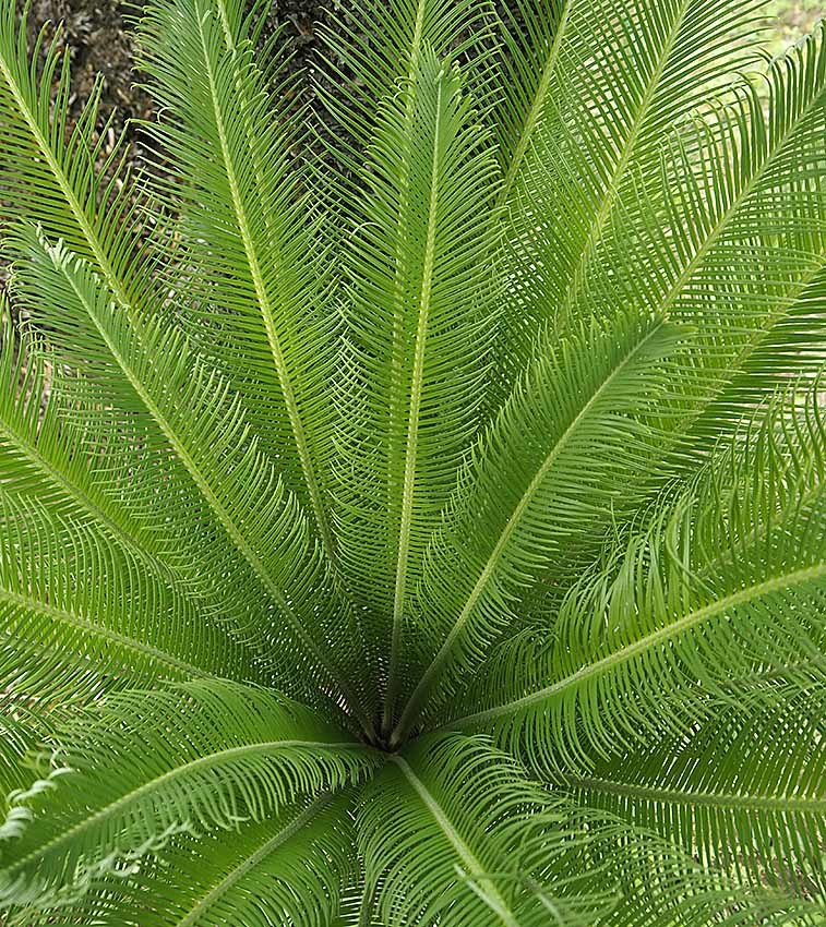 ソテツの葉の展開 : 自然観察大学ブログ