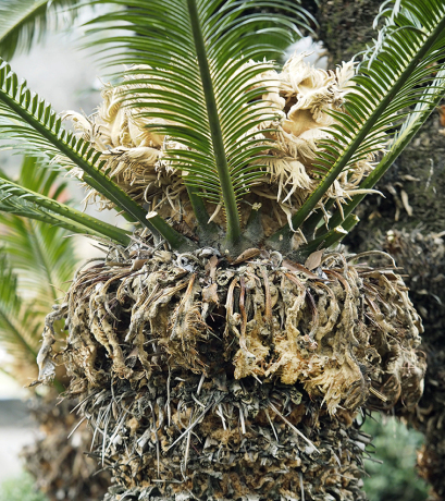 ソテツの葉. 生花】ソテツの葉(80cm程度)【OR-5】 - 花材通販はなどんやアソシエ