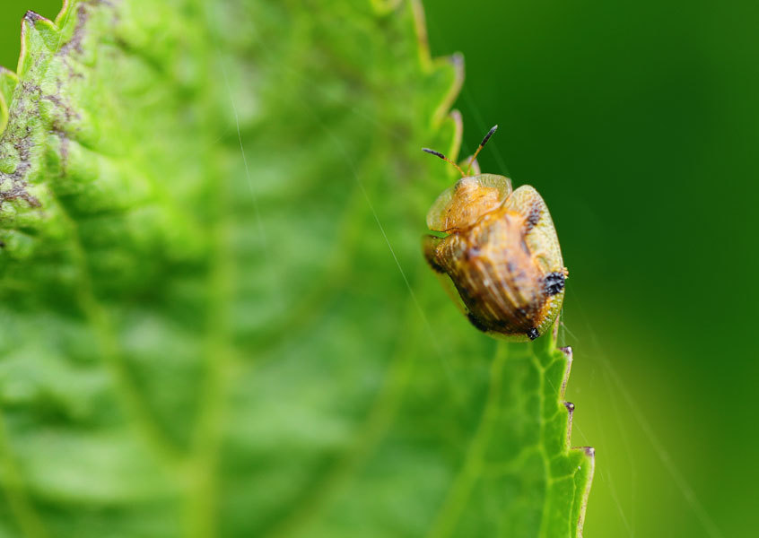 紫陽花の葉にいました 昆虫ブログ むし探検広場