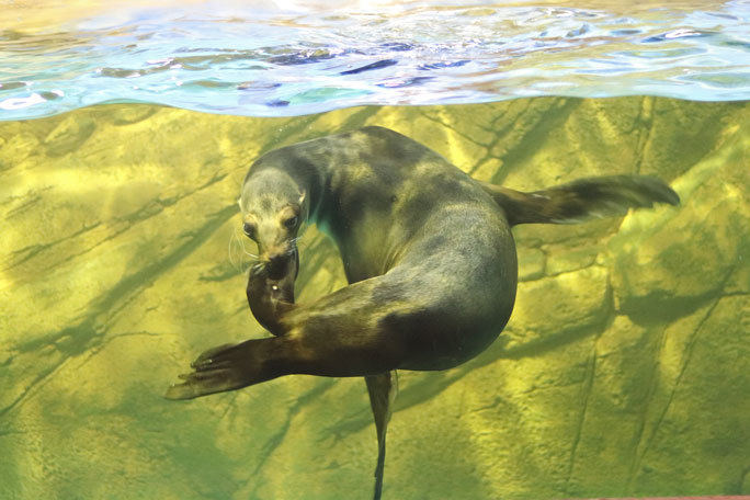 しながわ水族館 珍しい魚たち 犬のように己の尾を追うカリフォルニアシカとリーフフィッシュ August 続々 動物園ありマス しながわ水族館 珍しい魚たち 犬のように己の尾を追うカリフォルニアシカとリーフフィッシュ August 続々 動物園ありマス