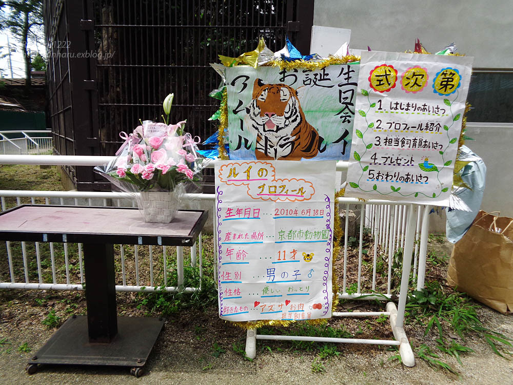 21 6 宇都宮動物園 アムールトラのルイさま お誕生日会 Amur Tiger 青空に浮かぶ月を眺めながら 21 6 宇都宮動物園 アムールトラのルイさま お誕生日会 Amur Tiger 青空に浮かぶ月を眺めながら