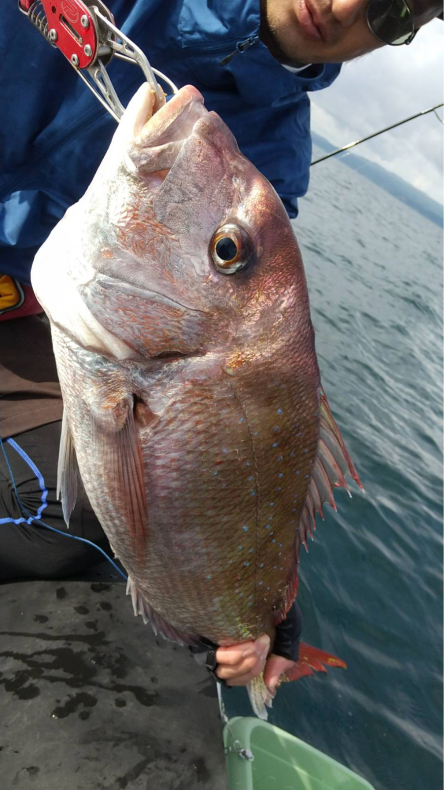 2馬力ボート釣り 6 大鯛ポイントへ よねの釣りブログ 2馬力ボート釣り 6 大鯛ポイントへ よねの釣りブログ