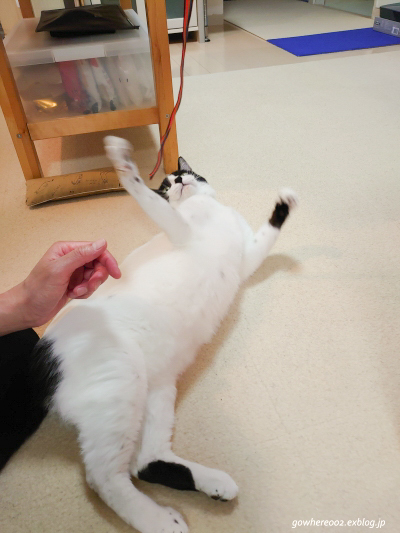 しじみさん、Happy 8th Birthday!!!!!! ~今月のしじみさん。#80_b0312126_18462333.jpg