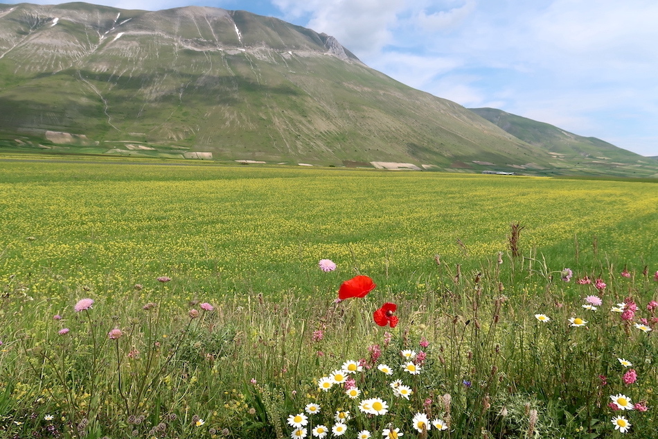 花彩る山の下方にカステッルッチョ高原は今は黄の花みどり色_f0234936_06300666.jpg