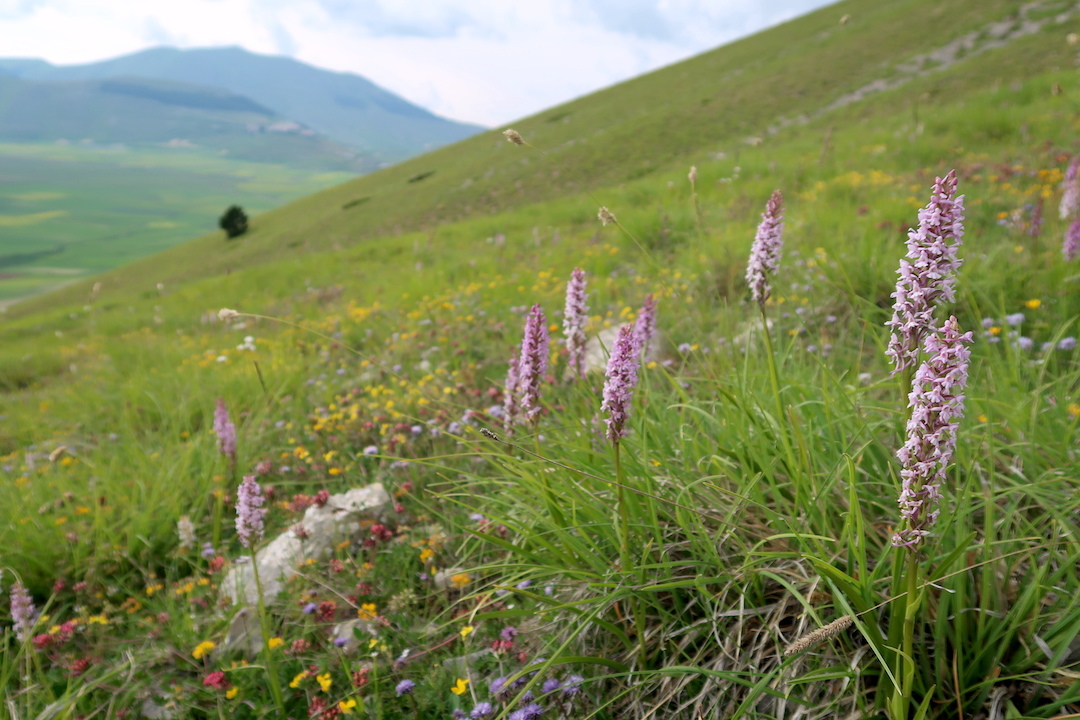 花彩る山の下方にカステッルッチョ高原は今は黄の花みどり色_f0234936_07003195.jpg