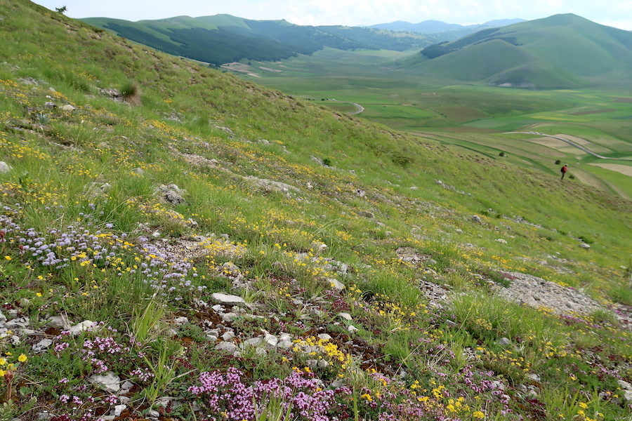 花彩る山の下方にカステッルッチョ高原は今は黄の花みどり色_f0234936_07070797.jpg