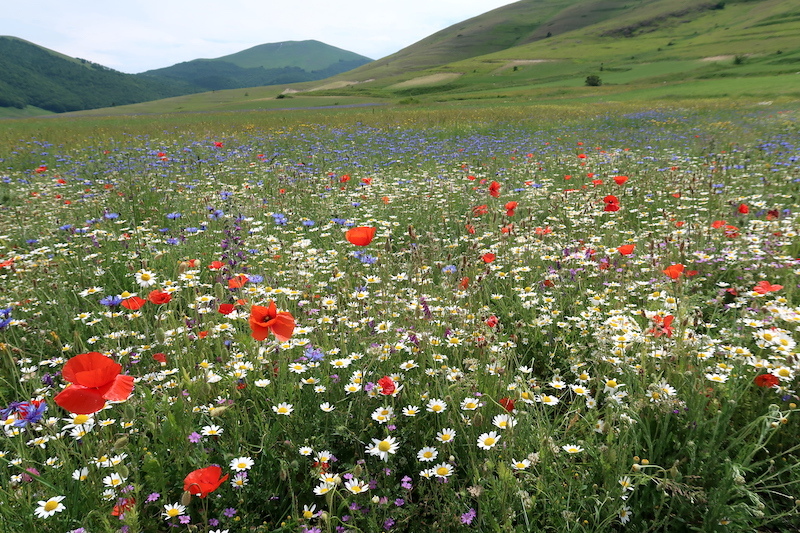 花彩る山の下方にカステッルッチョ高原は今は黄の花みどり色_f0234936_07124771.jpg
