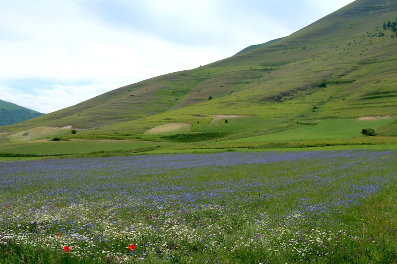 花彩る山の下方にカステッルッチョ高原は今は黄の花みどり色_f0234936_07163859.jpg