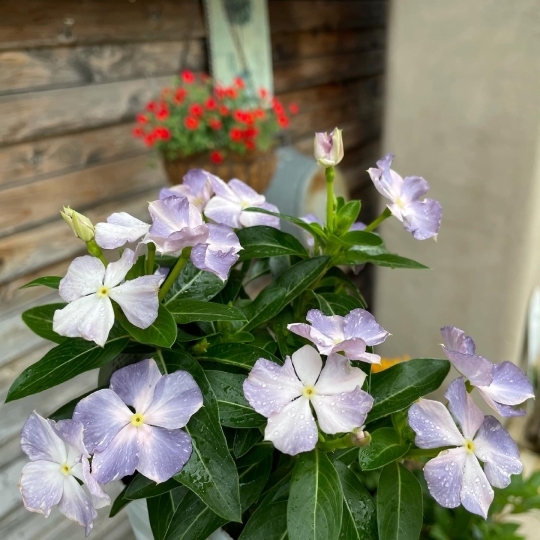 お外の苗たち 色々入荷 ブレスガーデン Breath Garden 大阪 泉南のお花屋さんです お外の苗たち 色々入荷 ブレスガーデン Breath Garden 大阪 泉南のお花屋さんです